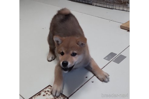 成約済の秋田県の柴犬-285581の4枚目